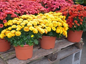 Typically, mums are treated as an annual and thrown out after blooming but some gardeners have been known to keep them going through the winter.