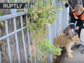 Moscow-based news channel RT posted this video of animal control staff with a lion cub that was found roaming the streets of Ufa, a city in Russia. (RT/YouTube screengrab)