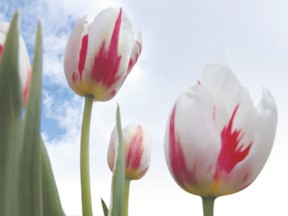 About 300,000 Canada 150 tulips, which echo our national flag, will be showcased in Ottawa to mark Canada?s sesquicentennial celebrations in 2017.