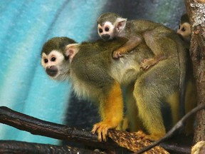 A baby squirrel monkey sits atop its mothers back at Northern Exotics in Sudbury, Ont. Gino Donato/Sudbury Star/Postmedia Network