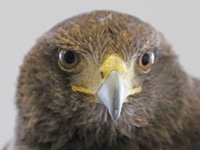 Harris Hawk/File photo