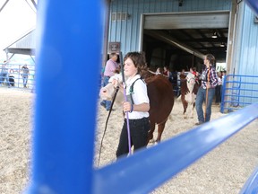 Isaac Krentz shows cattle in the heifer class at the Picton Fair