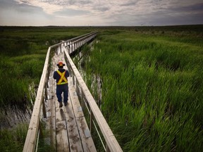 A worker walks on a catwalk over the Sandhills fen on the company's oilsands lease in this undated Syncrude handout image. Both Syncrude and Suncor say they are working to restore fens, a type of wetland, and while they've had some early success, they're finding the work to be a tricky business.
