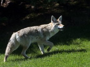 A coyote. (Postmedia files)