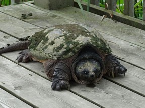 A turtle seen in Woodstock. Turtles, already an endangered species, are threatened by climate change and increasing temperatures, as turtle gender is determined by the incubation temperature of their eggs. (Submitted)