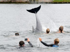 In this Sept. 11, 2016 picture people take pictures of a dolphin near Kiel, Germany. The dolphin is delighting bathers in northern Germany, but authorities are warning people not to get too close to the animal. The mammal appeared in Kieler Foerde inlet several days ago and has been swimming in and out of a canal that connects the Baltic Sea to the North Sea. Bathers have been swimming out to touch the dolphin, but police are warning that the animal may feel harassed by this and that swimmers mustn’t get in the way of ships using the canal. ( Thomas Eisenkraetzer/dpa via AP)