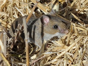 Exterminators are seeing more mouse activity and bait consumption as the weather gets chillier.