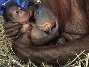In this photo provided by the Smithsonian’s National Zoo, Batang and her infant in the Great Ape House are seen the Smithsonian’s National Zoo in Washington. National Zoo officials are celebrating the birth of a Bornean orangutan, the first at the zoo in 25 years. Officials said in a statement Tuesday, Sept. 13, 2016, that Batang gave birth to a son Monday. Staffers are cautiously optimistic that the new member of the critically endangered species will thrive since they have seen Batang nursing the infant, who has been clinging to his mother. (Alex Reddy, Smithsonian’s National Zoo via AP)