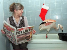 One of the Bird Care Centre's best known cases: The late Kathy Nihei, founder of the centre, with 'Elisha' the lost flamingo in 2004. TONY CALDWELL / POSTMEDIA