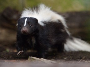 Flo the skunk arrives at Edinburgh Zoo from Amneville Zoo in France on June 1, 2012 in Edinburgh, Scotland. These black and white creatures are most iconic for their unique, defensive odour. (Photo by Jeff J Mitchell/Getty Images)
