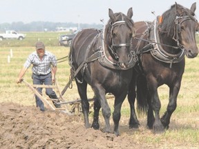 Plowing competitions ? the old-fashioned way ? are a feature at the International Plowing Match. (File photo)
