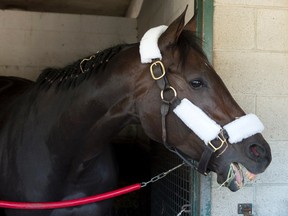 Tepin may be bred, based, owned and trained in the U.S., but the five-year-old mare has a special relationship with the Woodbine community. She is competing in the Woodbine Mile for the first time. (Michael Burns photo)