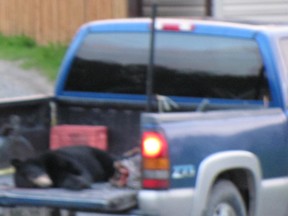 Photo supplied
A young black bear shot in Whitefish on Sept. 1 is loaded in the back of a truck.