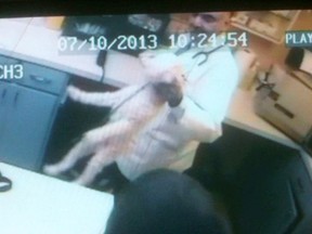 A still frame from a video given as evidence against Dr. Mahavir Singh Rekhi to the College of Veterinarians of Ontario. (St. Catharines Standard/Postmedia Network)