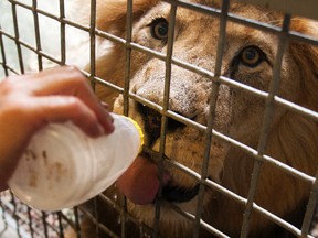 In this July 31, 2012, file photo, Jonathan the lion enjoys some cold water from carnivore keeper Angie Pyle at the Houston Zoo, in Houston. The zoo said on its website that the lion, named Jonathan, died early Wednesday, Sept. 14, 2016, after veterinarians discovered a “serious blood clotting issue” and a low white blood cell count the night before. (J. Patric Schneider/Houston Chronicle via AP, File)