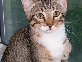 A kitten named Peter Parker that SPCA officials in Fort St. John, B.C., says has the skills of Spiderman is about to receive surgery to help it recover from an abusive start to life. (THE CANADIAN PRESS/HO-North Peace BCSPCA)