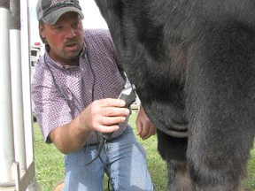 Using an electric razor, Wade Graham carefully prepares Otis, a 1,200-pound market steer, for the market steer class competition at the 2013 edition of the Plympton-Wyoming Fall Fair. The 170th edition of the agricultural event returns this weekend. (File photo/ Postmedia Network)