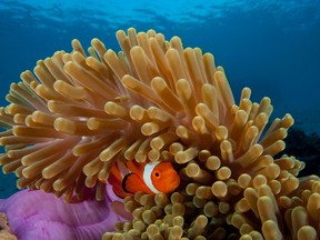 A false clown anemonefish finds a hiding place near Mabul Island. (Photo by Christian Loader for The Washington Post)