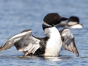A common Loon spreads its wings on Silver Lake, Sunday, July 19, 2009, in Lee, Maine. The Royal Canadian Geographic Society can expect to ruffle some feathers by choosing a national bird for Canada in time for the country's 150th birthday in 2017. THE CANADIAN PRESS/AP-Robert F. Bukaty