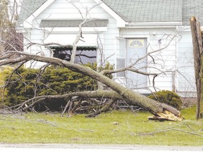 Homeowners should have large weak tree branches removed because they can be dislodged by ice, snow, heavy rain and strong winds.