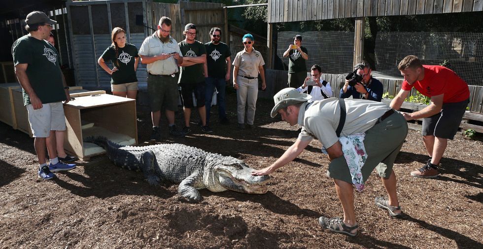 Rescued 600pound alligator finds new home at Little Ray’s Reptile Zoo