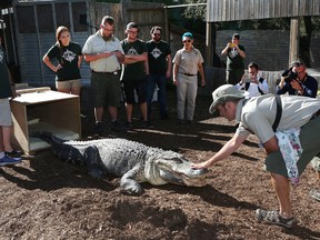 Lucy the male alligator may be middle-aged, but he’s still got the power to be dangerous. TONY CALDWELL / POSTMEDIA NETWORK