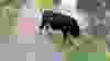 A look at some of the weird and wild images Google Street View's cameras captured around the world.This cow photographed by Google Street View in Cambridge, England became an Internet sensation after the automatic face-blurring technology Google uses to protect people's privacy was accidentally used to blur the cow's face. (Google)