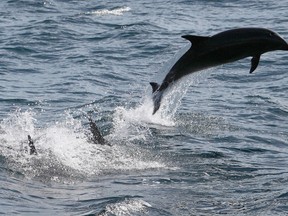 Bottlenose dolphins leap off the Southern California coast on January 30, 2012 near Dana Point, California.  (Photo by David McNew/Getty Images)