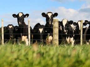 A herd of cows are seen through the lush green grass at a dairy farm on April 18, 2012 in Morrinsville, New Zealand. (Photo by Sandra Mu/Getty Images)
