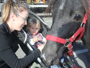 Kerry Oulton and her two-year-old son Oliver get a close-up look at Thebe the miniature horse at the annual fall fair in Kingston on Friday. The miniature horse is the theme animal of the fair this year. (Michael Lea/The Whig-Standard)