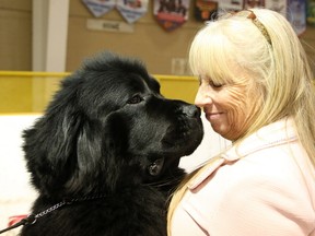 Tr'ever the Newfoundland dog, says hello to his owner, Christina Heard, at the Sudbury and District Kennel Club dog show at Toe Blake Memorial Arena in Coniston on Friday. The dog show runs until Sunday.