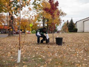 TD employee Emmanuel Ofoegbui plants a tree during the TD Tree Days event on Saturday, September 17, 2016, in Vermilion, Alta. The event saw over 120 trees planted around the town, from the efforts of 35 volunteers. Taylor Hermiston/Vermilion Standard/Postmedia Network.