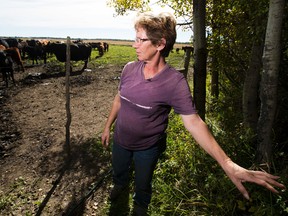 Kim Trithart's farm will have 500 KV power transmission line go through as part of $1.4-billion line from Wabamum area to Fort McMurray set to start construction next year. Although she has agreed to terms with the company, she's not happy with the impact on the farm and family started by her now-deceased husband, taken on Wednesday, September 14, 2016 in Edmonton. GREG SOUTHAM / Postmedia