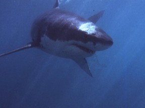 An undated file photograph of a Great White Shark swimming off Gansbaai, about 180 kms from Cape Town. (ANNA ZIEMINSKI/AFP/Getty Images)