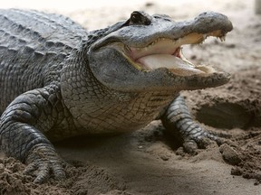 An alligator is seen at the Gator Park in the Florida Everglades May 17, 2006 in Miami-Dade County.  (Photo by Joe Raedle/Getty Images)