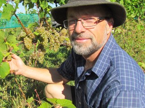 Marc Alton shows grapes ready for harvest at Alton Farms Estate Winery on Monday September 19, 2016 in Plympton-Wyoming, Ont. The winery on Aberarder Line is holding Lambton County's First Annual Grape Stomp Sunday, 2 p.m. to 6 p.m. (Paul Morden/Sarnia Observer)