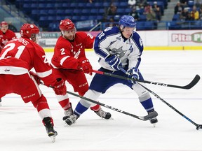 Macauley Carson of the Sudbury Wolves works his way through a pair of Soo Greyhounds during a recent exhibition game in Sudbury. After missing the playoffs in each of the last two seasons, the Wolves appear to have some bite again. (John Lappa/Sudbury Star)