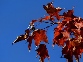 Fall leaves