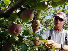 Luke Hendry/The Intelligencer
Co-owner Colin Campbell reaches for an apple Tuesday at The Campbells' Orchards in Rednersville. He said two prior years of low yield have resulted in a bumper crop this year, with this summer's drought making the apples sweeter and, in some cases, smaller. Grape growers report a similar increase in sugar content.