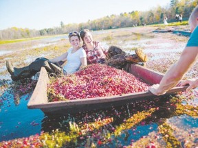 Having some fun during the harvest at Johnston?s Cranberry Marsh. (photo Special to Postmedia News)