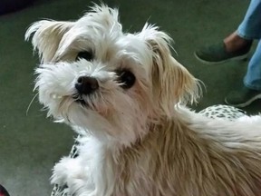 eight-year-old Maltese Yorkshire terrier cross named Izzy