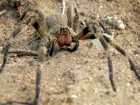 A Brazilian wandering spider, also known as a "erection spider," is pictured in this Wikipedia photo. (Techuser/Wikipedia)