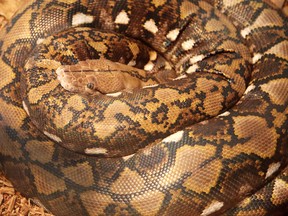 This Sept. 7, 2016 file photo shows a Reticulated Python rests in its enclosure at Northern Exotics in Sudbury, Ont. (Gino Donato/Sudbury Star/Postmedia Network)