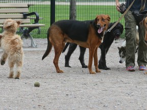 Dogs in Toronto's Stanley Park August 31, 2016. (Veronica Henri/Toronto Sun)