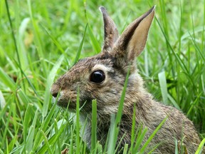 Salthaven_s Patient of the Week_ miracle bunny