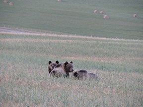 Sheri Monk almost gave up on her hunt to see a grizzly bear. But, after a tip from a friend regarding a sighting near the landfill, Monk finally got to see not one, but three! | Photo courtesy of Alyssa Monk