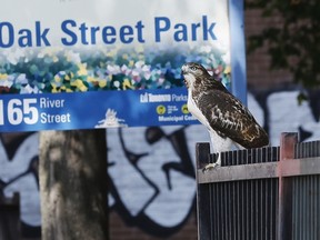 A bird watches over Oak Street Park in Toronto on Thursday Sept. 22, 2016. (Stan Behal/Toronto Sun)