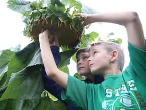 Gino Donato/Sudbury Star
Nicholas and Jacob Sharkey pick seeds out of a sunflower at the Delki Dozzi community garden.