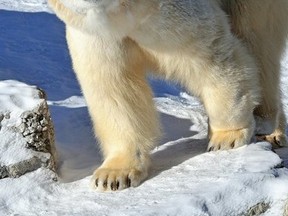 Inukshuk the polar bear (Photo from Toronto Zoo)