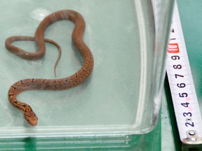 A snake lays in a container after it was caught in bullet train, in Hamamatsu, central Japan, Monday, Sept. 26, 2016. The snake was found on a Japanese Shinkansen “bullet” train, wrapped around an armrest when it was spotted about an hour after departure, forcing the train to make an unscheduled stop. (Kyodo News via AP)